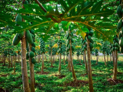 मार्च-अप्रैल में शुरू करें पपीते की बागवानी, होगी रिकॉर्ड तोड़ उत्पादन