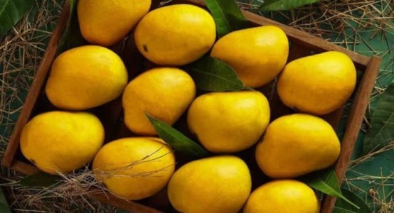 महाराष्ट्र में हापुस आम पर मौसम की मार, उत्पादन घटने की आशंका