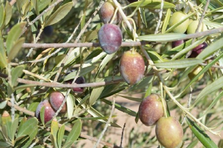 शिमला के नेरवा में सेब को छोड़ जापानी फल की खेती कर रहे बागवान