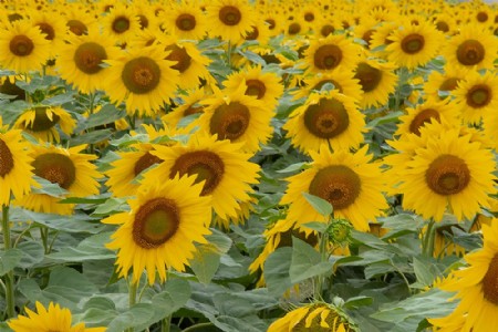 कम जमीन में फूलों की खेती से बेहतर कमाई, सूरजमुखी जैसे मार्किट फूल की बढ़ी मांग