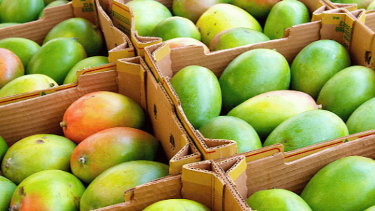 ब्लैक थ्रिप्स से आम के बागवानों को नुकसान, उत्पादन कम होने से कीमतों में बढ़ोतरी