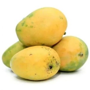 शाहजहांपुर में निकाली गई आम और अमरूद को फल मक्खी से बचाने की ट्रिक