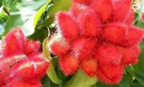 घर में ऐसे उगाएं 