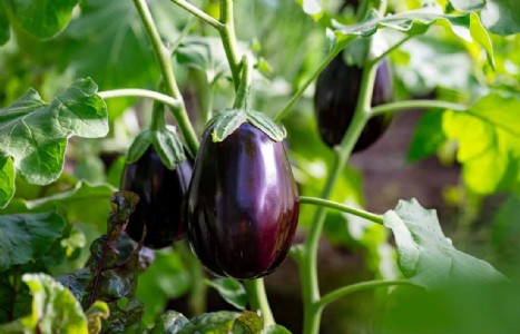 Growing Eggplants In Containers : Grow Glossy Eggplants at Home: The Ultimate Summer Gardening   Guide