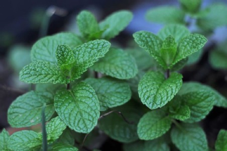 Pest Control Plants For Kitchen : किचन से दूर भागेंगे कॉकरोच और छिपकली, बस लगा लें ये खुशबूदार पौधे