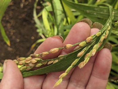 Arsenic Free Rice Research : चावल में छिपे ज़हर पर वैज्ञानिकों की बड़ी जीत! NBRI की खोज से खत्म होगा आर्सेनिक का खतरा