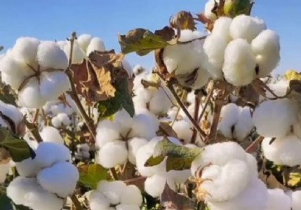 Cotton Farming News : कपास बाजार में बड़ी हलचल के संकेत, उत्पादन और स्टॉक दोनों बढ़ेंगे