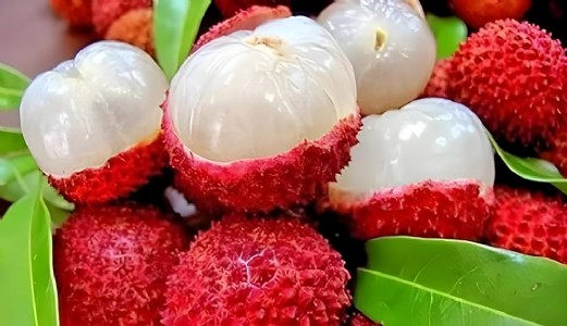 Litchi Farming In Pot : गमले में लीची उगाने का यह तरीका नहीं जानते होंगे आप ! बस रखें इस 1 बात का ध्यान और घर पर ही पाएं फ्रेश लीची