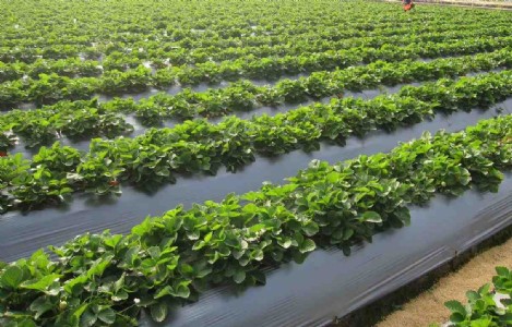 Climate Smart Farming : Compostable Mulch Films Are Changing Indian Farming, But Here’s the Real Challenge