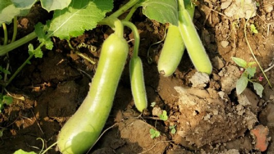 Lauki Farming : बिना खेत के भी किसान बन सकते हैं आप... लौकी की गमले वाली खेती