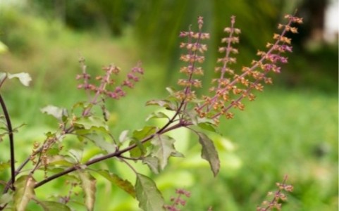 Tulsi Plant Care : 45 डिग्री गर्मी में भी नहीं सूखेगी तुलसी! बस अपनाएं ये देसी ट्रिक