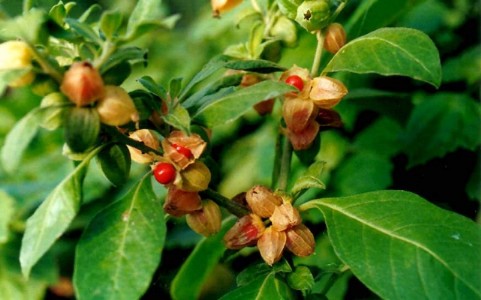Ashwagandha Medicinal farming : खेती में नया ट्रेंड ! मेडिसिनल फार्मिंग से बदल रही किसानों की किस्मत