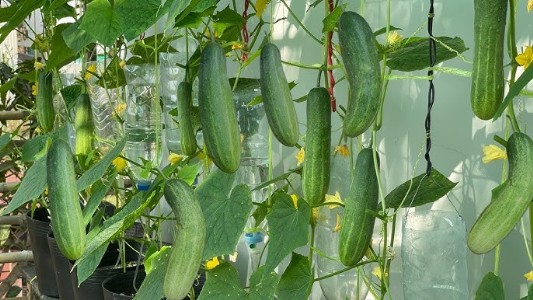 Cucumber Watering Tips In Summers : रोज पानी नहीं दिया तो रुक जाएगी ग्रोथ! एक्सपर्ट्स ने बताया खीरे का सीक्रेट