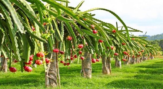 Dragon Fruit Farming Tips and Tricks : कैक्टस जैसा पौधा, लेकिन कमाई में सब पर भारी! समझिये ड्रैगन फ्रूट का गणित