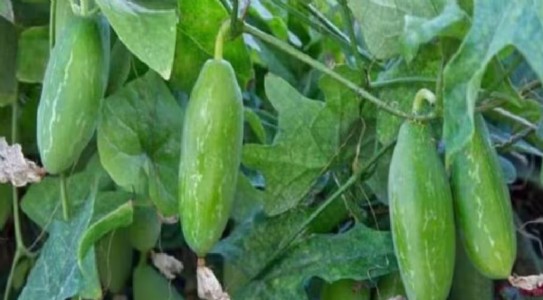 Ivy Gourd In Kitchen Garden : गमले में लगाई ये बेल देगी महीनों तक सब्जी, जानिए पूरा तरीका
