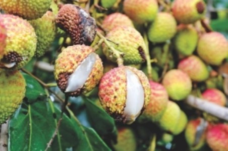 Litchi Fruit Cracking : फ्रूट क्रैकिंग से बचानी है लीची? अपनाएं ये आसान वैज्ञानिक उपाय