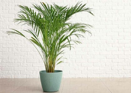 Areca Palms Care Tips : क्या आपका एरेका पाम भी हो रहा है खराब? अपनाएं ये आसान ट्रिक्स, हमेशा रहेगा हरा-भरा