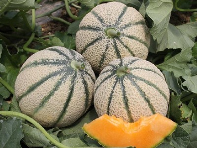 Papaya Variety Muskmelon Farming : 90 दिन में तैयार, लाखों की कमाई! किसानों के बीच छाया पपीता वैरायटी का खरबूजा
