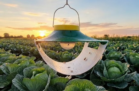 Pheromone Trap For Crop Protection : बिना ज्यादा केमिकल के ऐसे बचाएं फसल, किसानों के लिए वरदान बनी ये नई तकनीक
