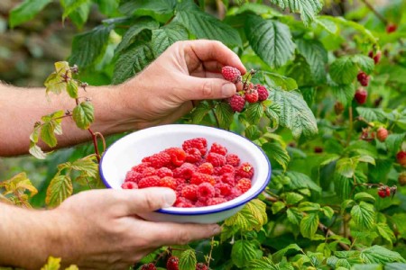 Raspberry Farming In Balcony : बालकनी बनेगी मिनी फ्रूट गार्डन! जानिए रसभरी उगाने का आसान तरीका