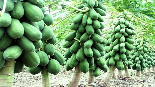 Papaya Farming : सालभर डिमांड, लगातार कमाई! हाइब्रिड पपीता खेती का बढ़ता क्रेज