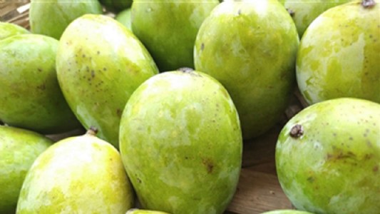 Banarasi Langda Aam Farming : बनारसी लंगड़ा आम की खेती का ऐसा राज़… जिसे जानकर बदल जाएगी आपकी कमाई!