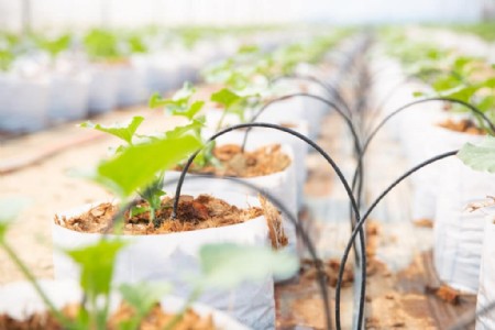 Crop Protection From Heat : लू का कहर! कहीं आपकी फसल भी तो नहीं हो रही बर्बाद? अपनाएं ये जरूरी उपाय
