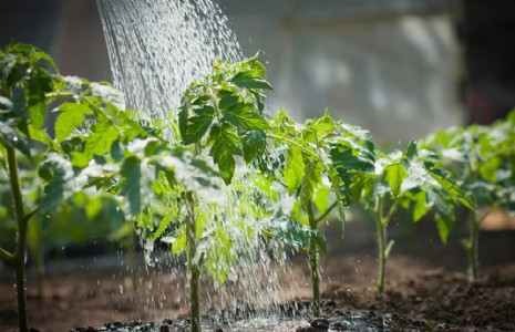 Watering Hack For Summer : घूमने जा रहे तो भी हफ्तों तक नहीं सूखेंगे पौधे! पुरानी टी-शर्ट से करें ये कमाल का जुगाड़