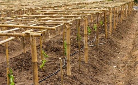 Modern Farming Bamboo Structure : जमीन पर नहीं, हवा में उग रहीं सब्जियां... किसानों का नया फॉर्मूला