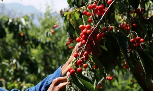Cherry Harvest In Kashmir : Cherry Harvest Peaks in Ganderbal, Thousands of Farmers Eye Better Profits