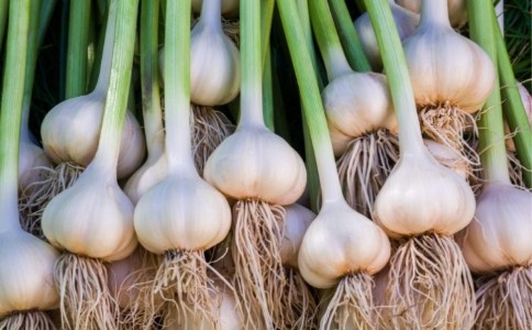 Garlic Farming : लहसुन की खेती में छोटी गलती भी कर सकती है बड़ा नुकसान