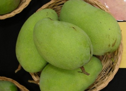 Himsagar Mango farming : फार्म हाउस में उगाएं प्रीमियम हिमसागर आम, कमाई होगी जबरदस्त
