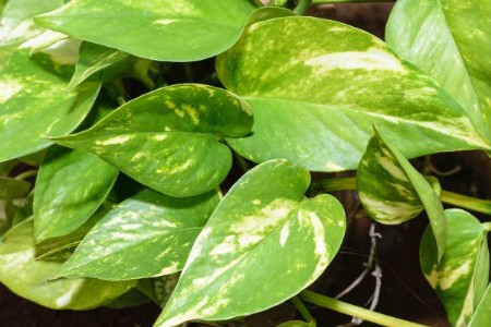 Money Plant Care Tips : मनी प्लांट की ग्रोथ रोक रहे कीड़े, ऐसे पाएं छुटकारा