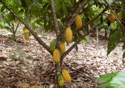 Cocoa Farming : चॉकलेट की बढ़ती डिमांड ने किसानों के लिए खोले कमाई के नए रास्ते