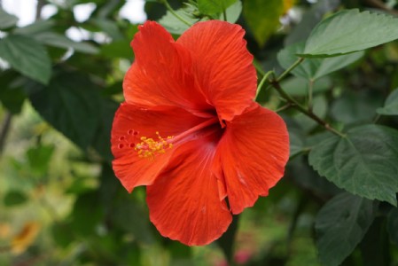 Hibiscus Plant Care : मुरझाया गुड़हल फिर देगा ढेरों फूल, अपनाएं ये फ्री वाला नुस्खा