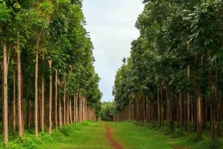 Mahogany Farming : कम लागत में करोड़ों कमाने का मौका, फर्नीचर इंडस्ट्री की पहली पसंद बना महोगनी