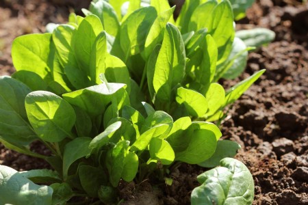 Summer vegetable In Kitchen Garden : सिर्फ 30 रुपये में शुरू करें किचन गार्डन, 15 दिन में होगी कटाई