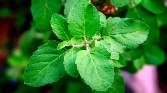 Basil Gardening Tips : बालकनी में लगाएं तुलसी, घर में आएगी सुख-शांति और पॉजिटिविटी