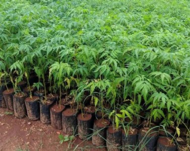 Malabar Neem Tree Farming : तेजी से बढ़ने वाला पेड़ बना किसानों की पहली पसंद, जानिए मालाबार नीम की खासियत