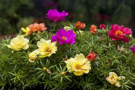 Low Maintenance Plants For Summer : Best Summer Balcony Plants That Easily Survive Extreme Indian Heat