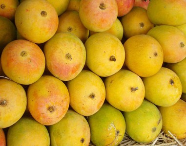 Alphonso Mango Crisis : हापुस आम की फसल को 90 फीसदी तक नुकसान, महाराष्ट्र के किसान संकट में