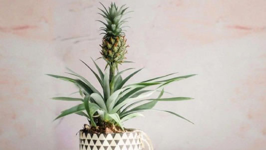 Pineapple in Kitchen Garden : 2 हफ्तों में निकलेंगी जड़ें, घर में ऐसे करें पाइनएप्पल ग्रो