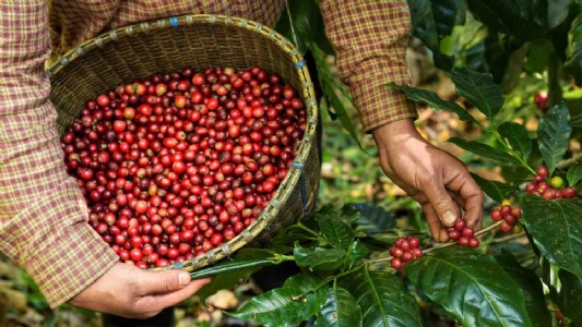 Coffee Crop Loss : कॉफी उत्पादन में गिरावट का खतरा, तेज गर्मी और सूखे ने बिगाड़ी फसल