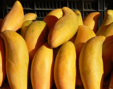 Elephant Mango Farming : इस विशालकाय आम को देखकर रह जाएंगे हैरान, जानिए खेती का तरीका