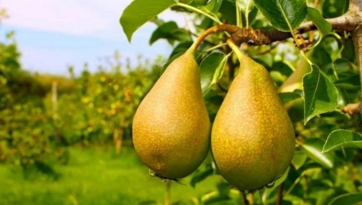 Pear Farming Jharkhand : पहाड़ों पर लटकी सुनहरी नाशपाती, बदल रही आदिवासी परिवारों की कहानी