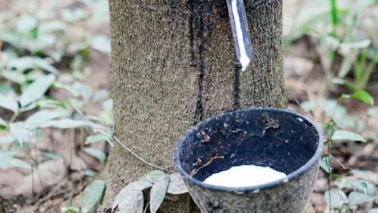 Natural Rubber Farming : रबर किसानों की चमकी किस्मत! उत्पादन बढ़ा, दाम भी पहुंचे रिकॉर्ड स्तर पर