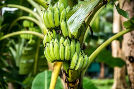 Banana Farming Tips : केले की पैदावार घटा सकता है यह अदृश्य खतरा, जानिए बचाव के उपाय