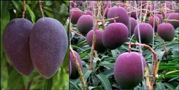 Rare Mangoes Of the World : कोई काला, कोई बिना गुठली, तो कोई केले जैसा... ये हैं दुनिया के सबसे अजीब आम