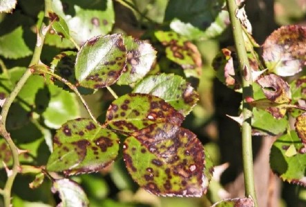 Rose Plant Disease Care : Black Spot Disease in Roses: Symptoms, Causes and Easy Prevention Tips