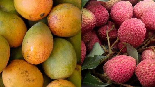 Weather Alert In Farming : रात की बारिश और तेज हवाओं ने बिगाड़ा खेल, बागवानों की बढ़ी चिंता, तुरंत करें ये काम